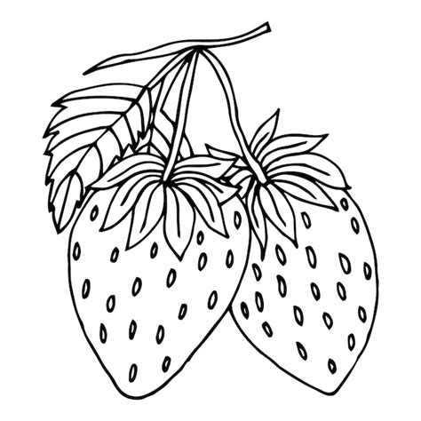 Premium Vector Outlined Wild Strawberry Branch Vintage Botanical