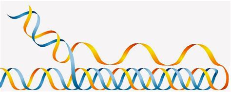 Triple Dna Helix Genome Sequencing Blog For Everyday People