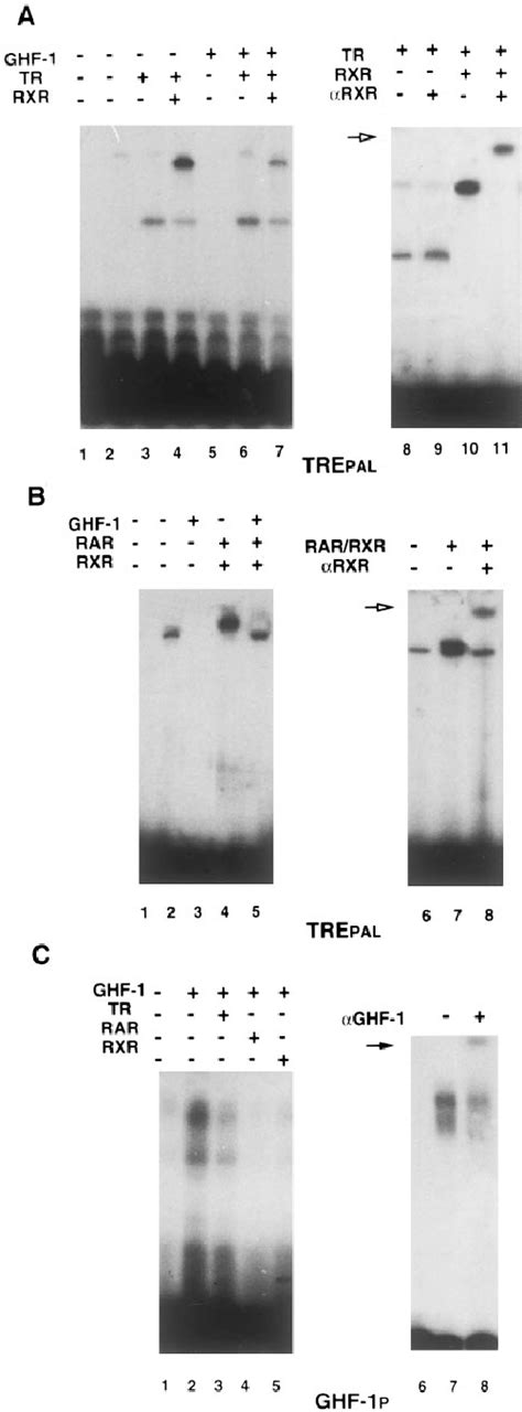 Ghf 1 Inhibits Binding Of Receptors To Their Response Element A The Download Scientific