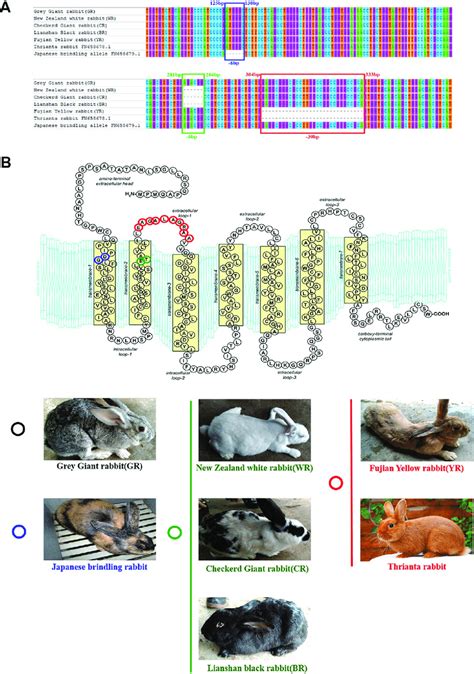 | Multiple-sequence alignment of rabbit MC1R gene and protein ...