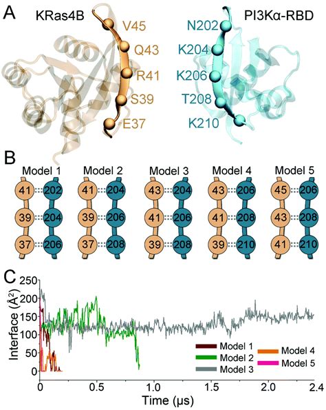 The structural basis for Ras activation of PI3Kα lipid kinase