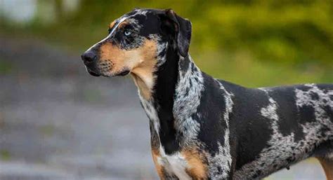 catahoula leopard dog complete breed information guide