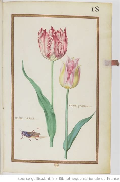 Recueil de fleurs et d insectes dessinés et peints sur vélin