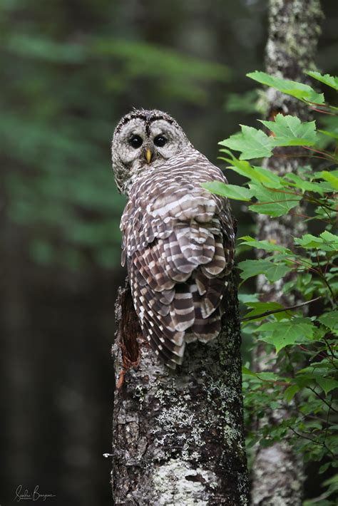 Chouette Ray E Barred Owl Sandra Bourgeois Flickr