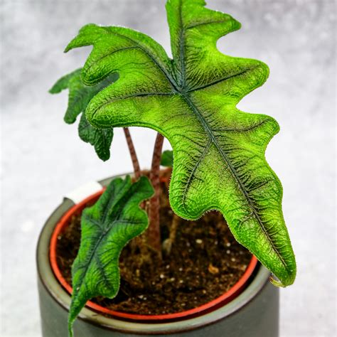 Alocasia 'Jacklyn' M - MikroKlimat