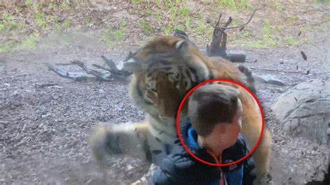 Bizarre Tiger Encounters Caught On Camera Youtube