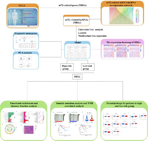 Figure 1 From Identification And Validation Of An M7g Related Lncrnas