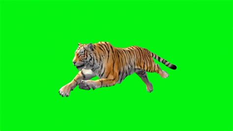 Green Screen Tiger Animated Tiger Running Green Screen Copyright