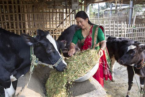 A Quick Win Climate Smart Dairy Farming Nepal