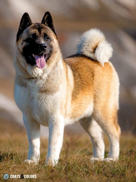 American Akita Coat Colors | Coats and Colors