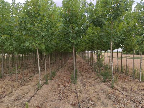 Platanus Hispanica Viveros Primitivo L Pez S L