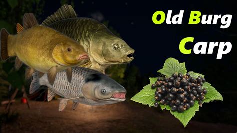 Carp Grass Carp Tench Old Burg Spot Russian Fishing Rf Youtube