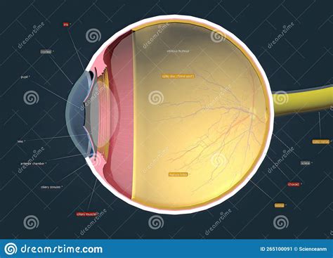 Structure Of The Human Eye And Anatomy Of Vision Stock Illustration