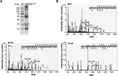 Lc Msms Analysis Of Hmgb1 N Glycosylation A Hek293t Cells