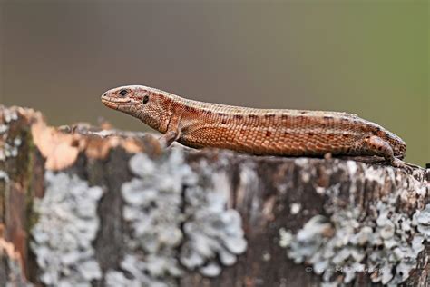 Waldeidechse Naturfotografie G M Dahmen Bilder Fotos