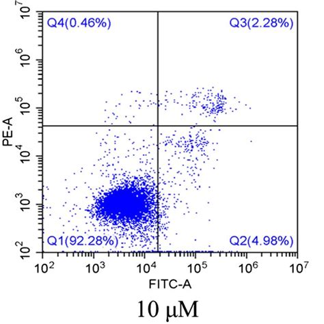 Effect Of Different Cd Exposure Doses On The Apoptosis Rates Of Pc12