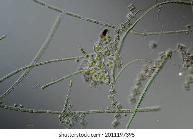 Green Algae Under Microscope 100x Stock Photo 2011197395 | Shutterstock