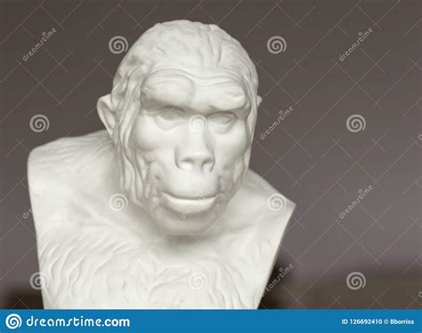 Bust Of Pithecanthropus For Study In The Study Of Biology In Secondary