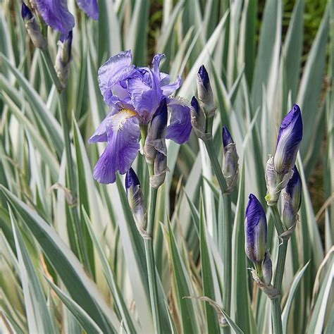 Iris Pallida Argentea Variegata White Flower Farm