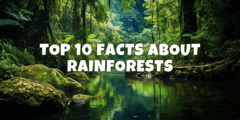 Rainforests Top 10 Astonishing Facts You Must Know Yourstory