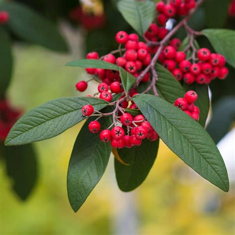 How to Grow Cotoneaster - growhappierplants.com