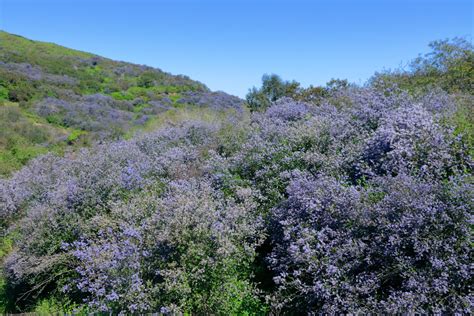 Img3733 California Lilac South Lake Park San Marcos Ca Flickr