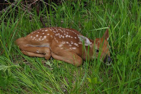 Expect to start seeing fawns in May and June, but enjoy from a distance