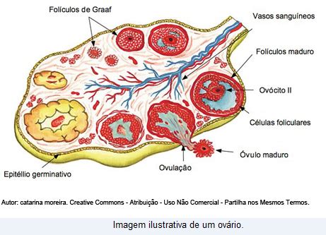 Qual A Funcao Do Ovario - PIBID - Universidade Federal do Paraná