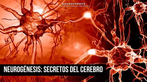 Potencia tu mente Descubre el poder de la Neurogénesis en la creación