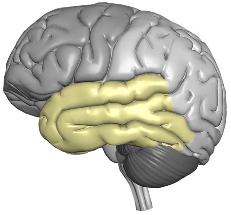 Temporal Lobe Cerescan