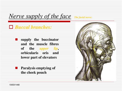 Nerve Supply Of The Face Ppt Download