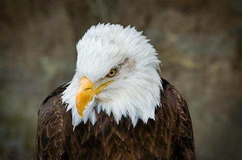 Premium Photo A Bald Eagle With A White Head And A Yellow Beak