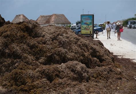 Recale de sargazo cubre playa Delfines en Cancún