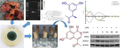 Cytotoxic And Immunomodulatory Phenol Derivatives From A Marine Sponge