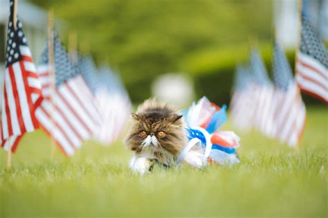 11 Unusual and Fascinating Pet Trends in America