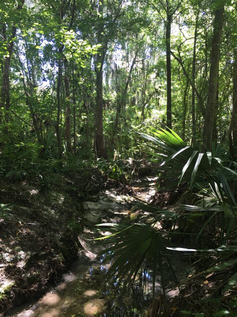 Cw Royal Park Creek Gainesville Creeks