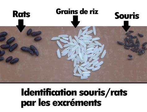 Comment reconnaître les crottes de rongeurs MamanSanta