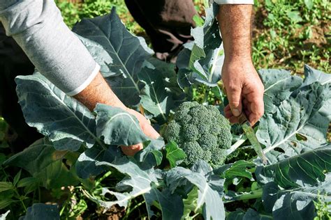 Broccoli Growing Guide Care Harvest Homegrown Outlet