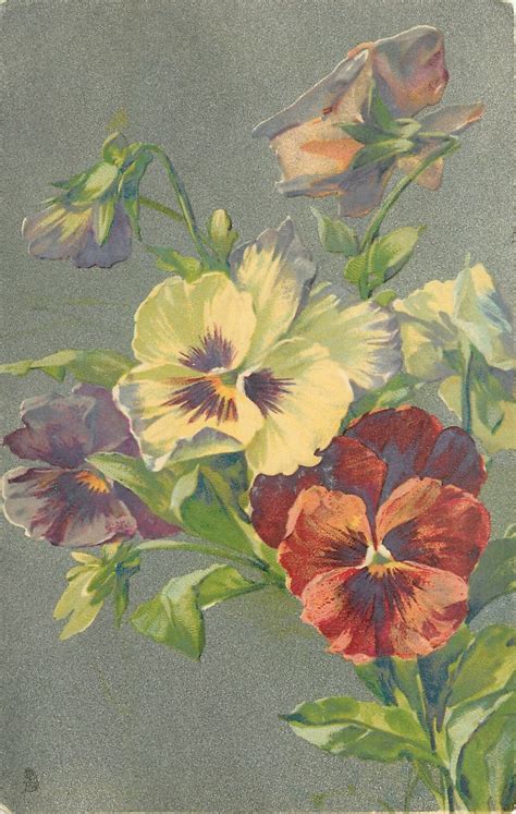 Stems Lower Right Three Open Pansies Three Partially Open Above And