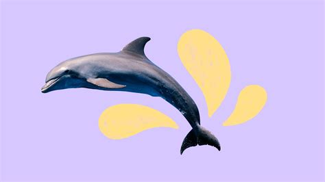 What the joy of dolphins can teach us about climate solutions - Fix | Fix