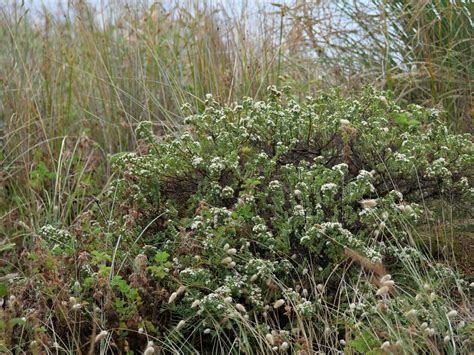 Pimelea Orthia In December By Chris Close I Think Inaturalist