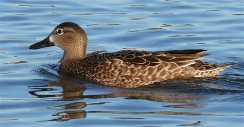 Blue Winged Teal Anas Discors A Female Blue Winged Teal Flickr