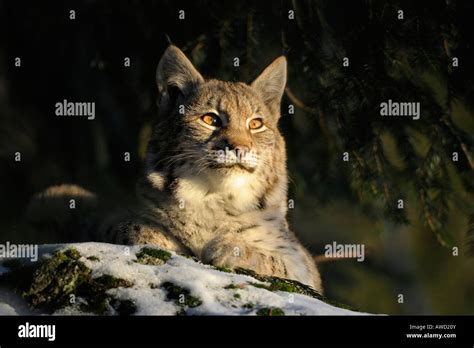 Eurasian Lynx Lynx Lynx Cub Bavarian Forest Bavaria Germany