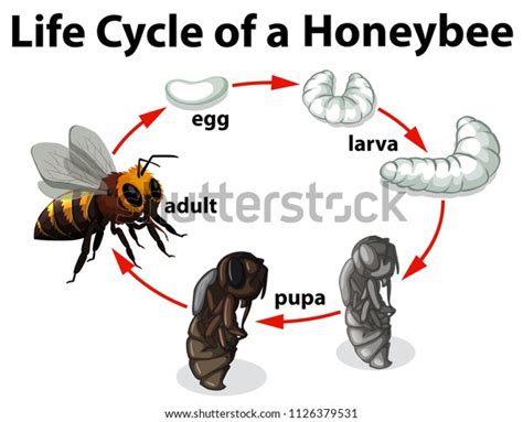 73 Life Cycle Of Bumble Bee Images, Stock Photos & Vectors | Shutterstock