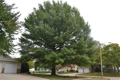 Pin Oak trees have sharp pointed leaves and produce acorns.