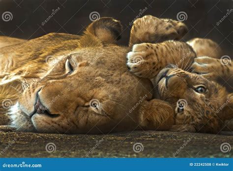 Mother And Baby Lion Royalty Free Stock Photos - Image: 22242508