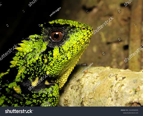 Gonocephalus Chamaeleontinus Chameleon Forest Dragon Chameleon Stock