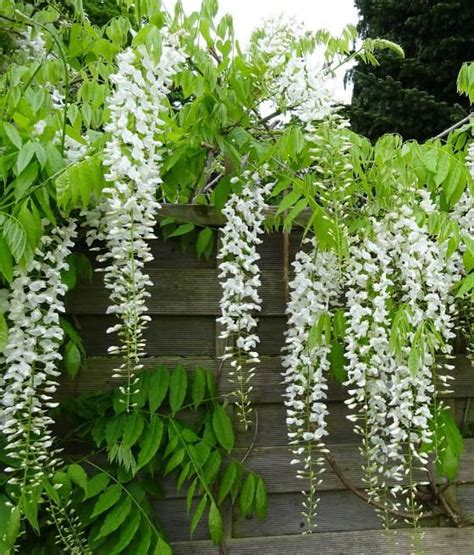 Glicynia Chi Ska Wisteria Alba W Donicy Drzewka Faworytka Pl