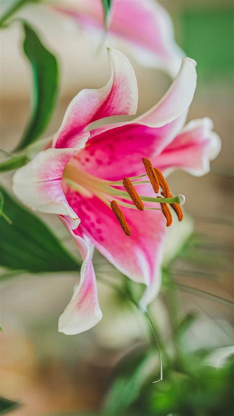 Download Wallpaper 1080x1920 Lily Petals Stamens Pollen Close Up