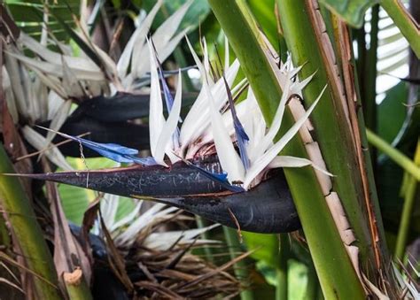 how to care for a white bird of paradise